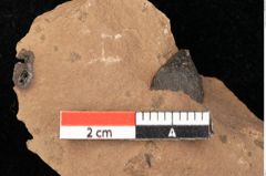 Foto (Detailsansicht) von Fagus feroniae Unger (NHMW-GEO-2024-0188-0993)